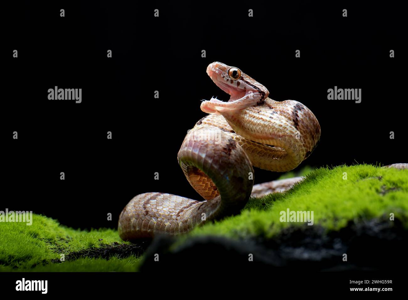 Gatto serpente dentato in posizione di attacco Foto Stock