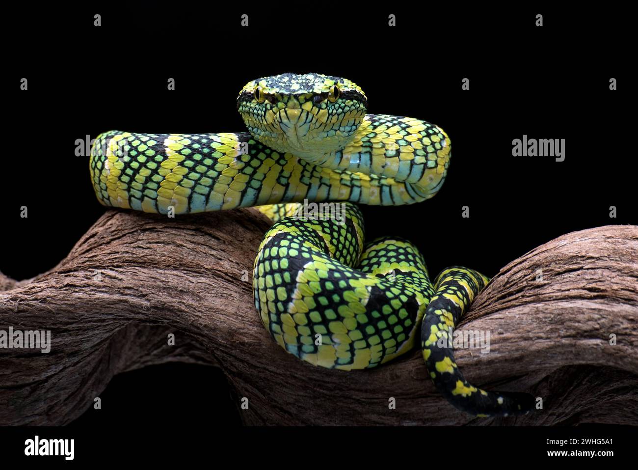 The Wagler's Pit Viper su sfondo nero Foto Stock