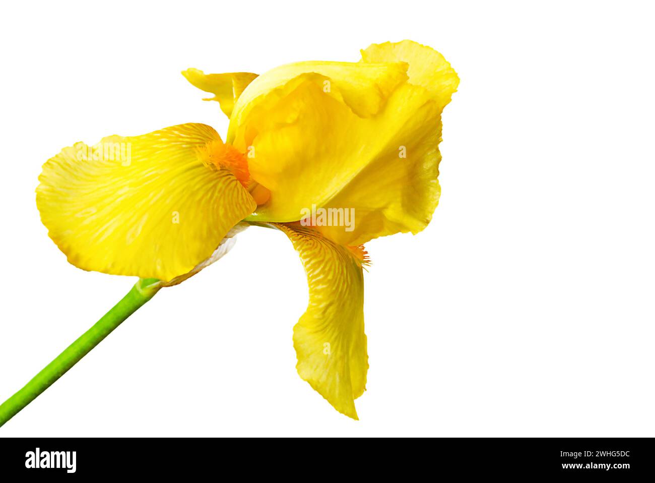 Fiore di Iris giallo isolato su sfondo bianco Foto Stock