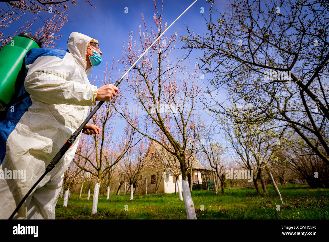 Agricoltore con maschera medica protettiva e abbigliamento spruzza alberi da frutto in frutteto utilizzando spruzzatore lungo per proteggerli con prodotti chimici da dise fungine Foto Stock