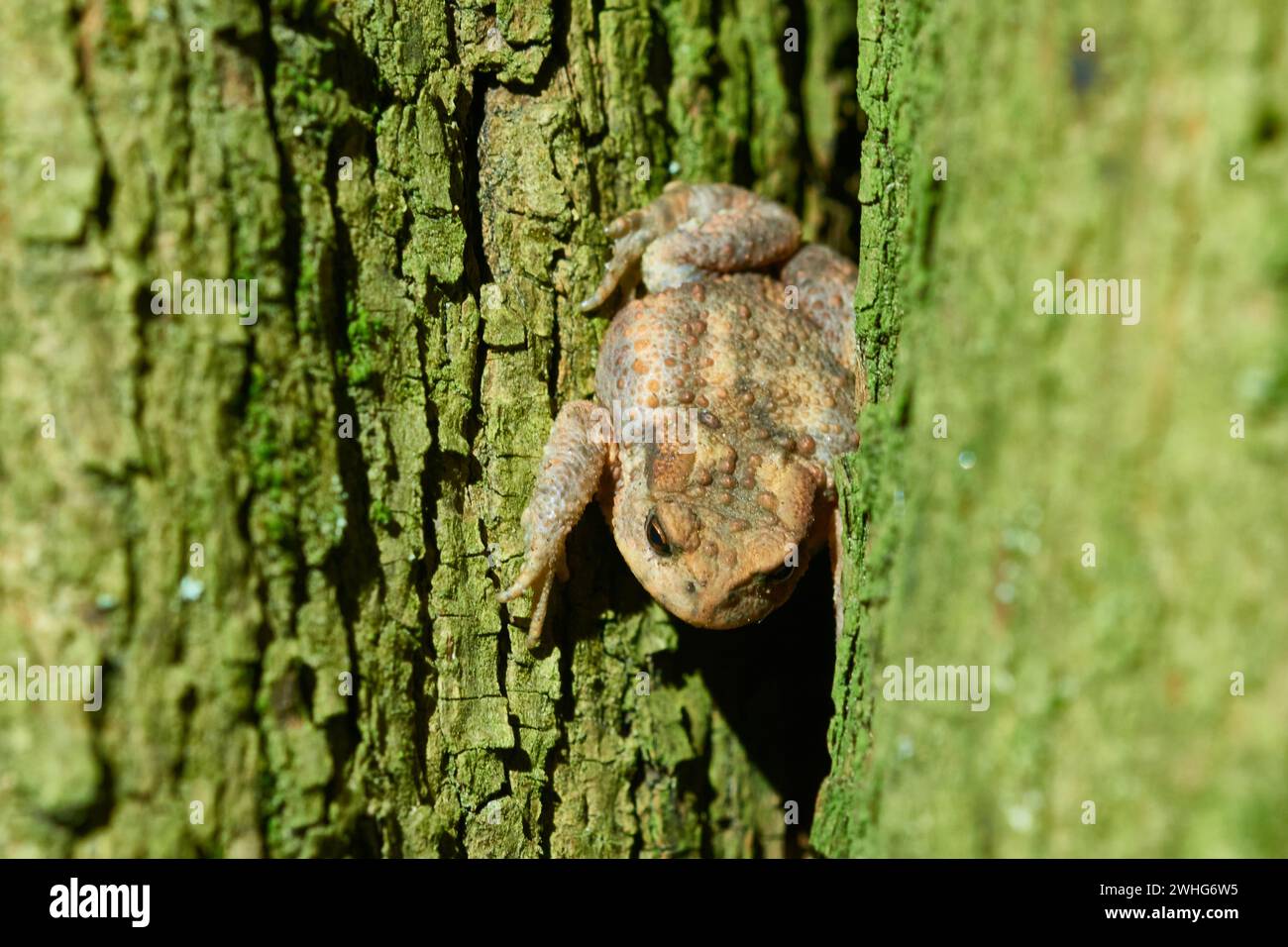 Giovane rospo comune di notte su un albero Foto Stock