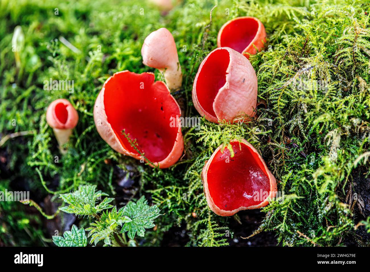 Scarlet cup Species of Elf cups, Sarcoscypha coccinea, Blashford Lakes Nature Reserve, Hampshire, Regno Unito Foto Stock