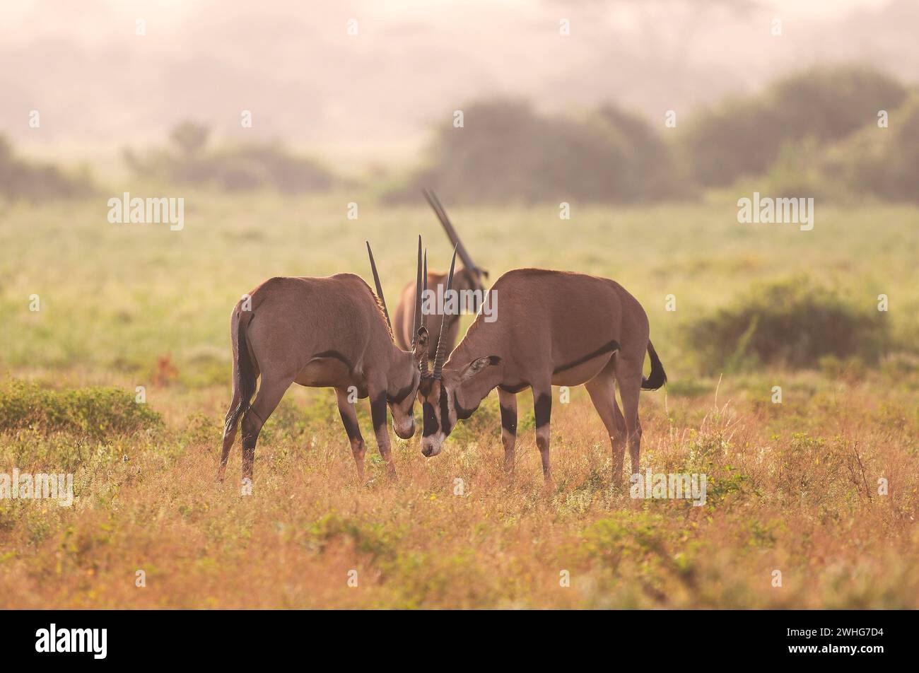 Antilope di Oryx nel Parco Nazionale di Tsavo Est, Kenya, Africa Foto Stock
