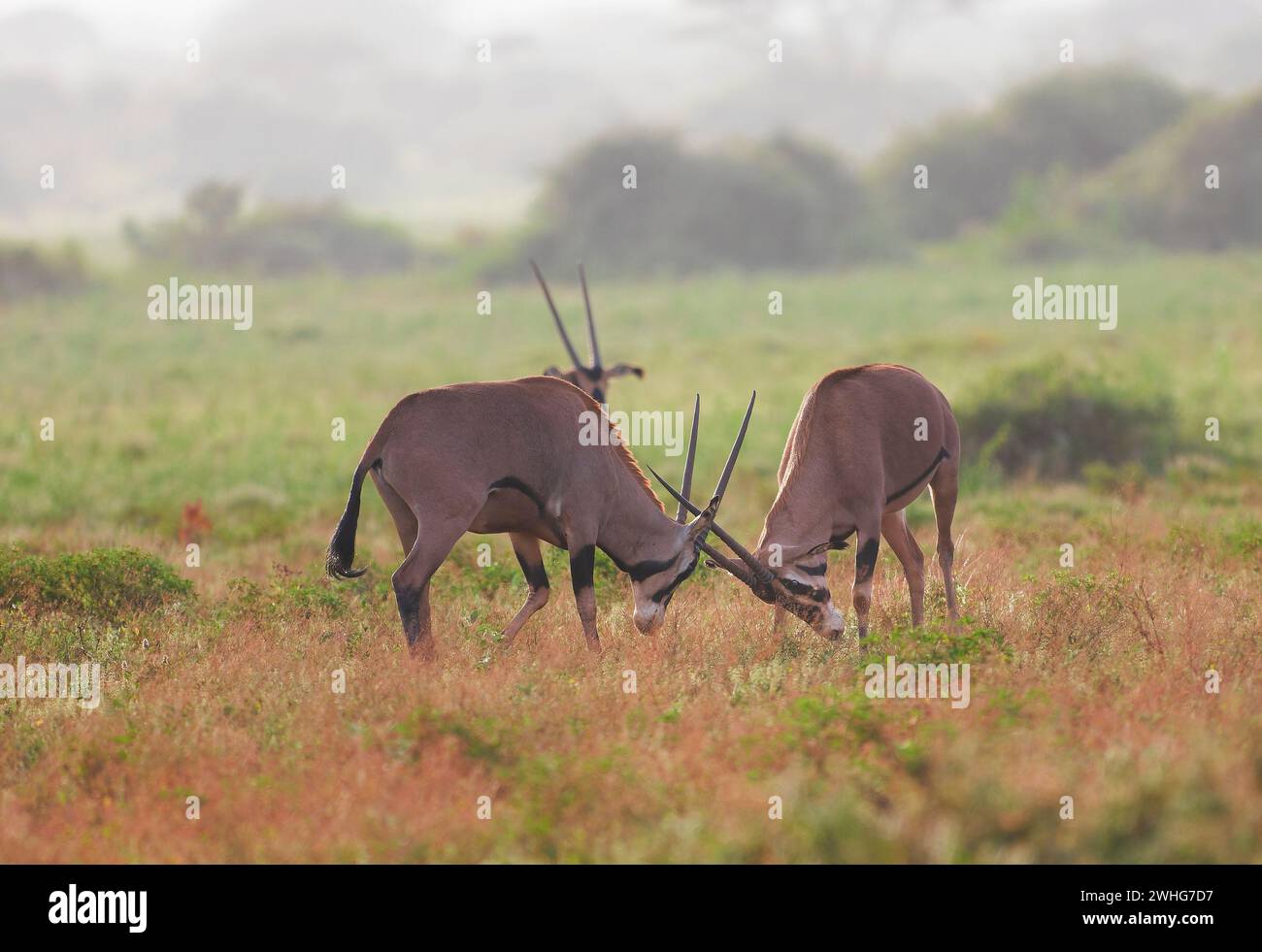 Antilope di Oryx nel Parco Nazionale di Tsavo Est, Kenya, Africa Foto Stock