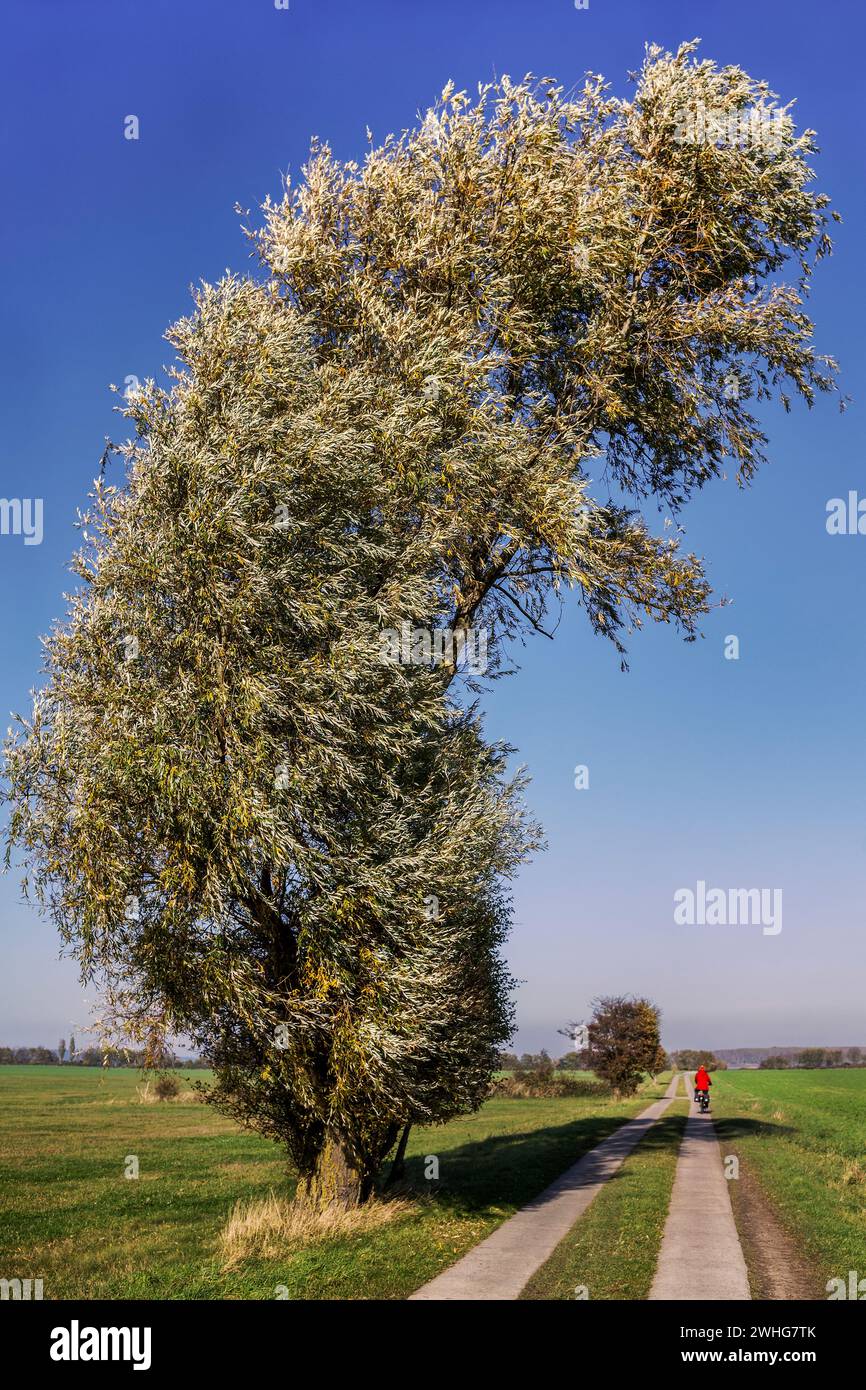 La struttura ad albero storto Foto Stock