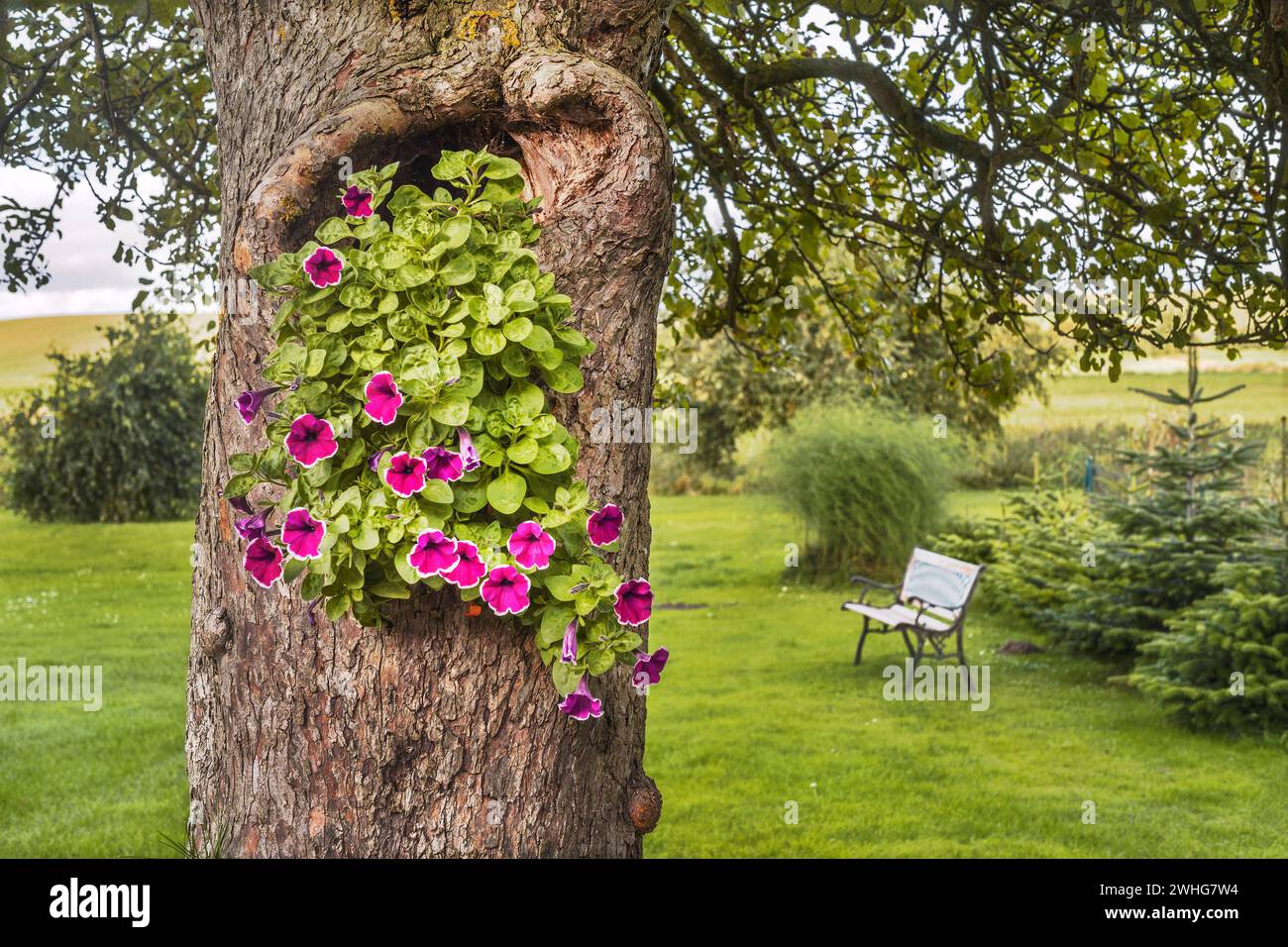 I fiori sull'albero Foto Stock