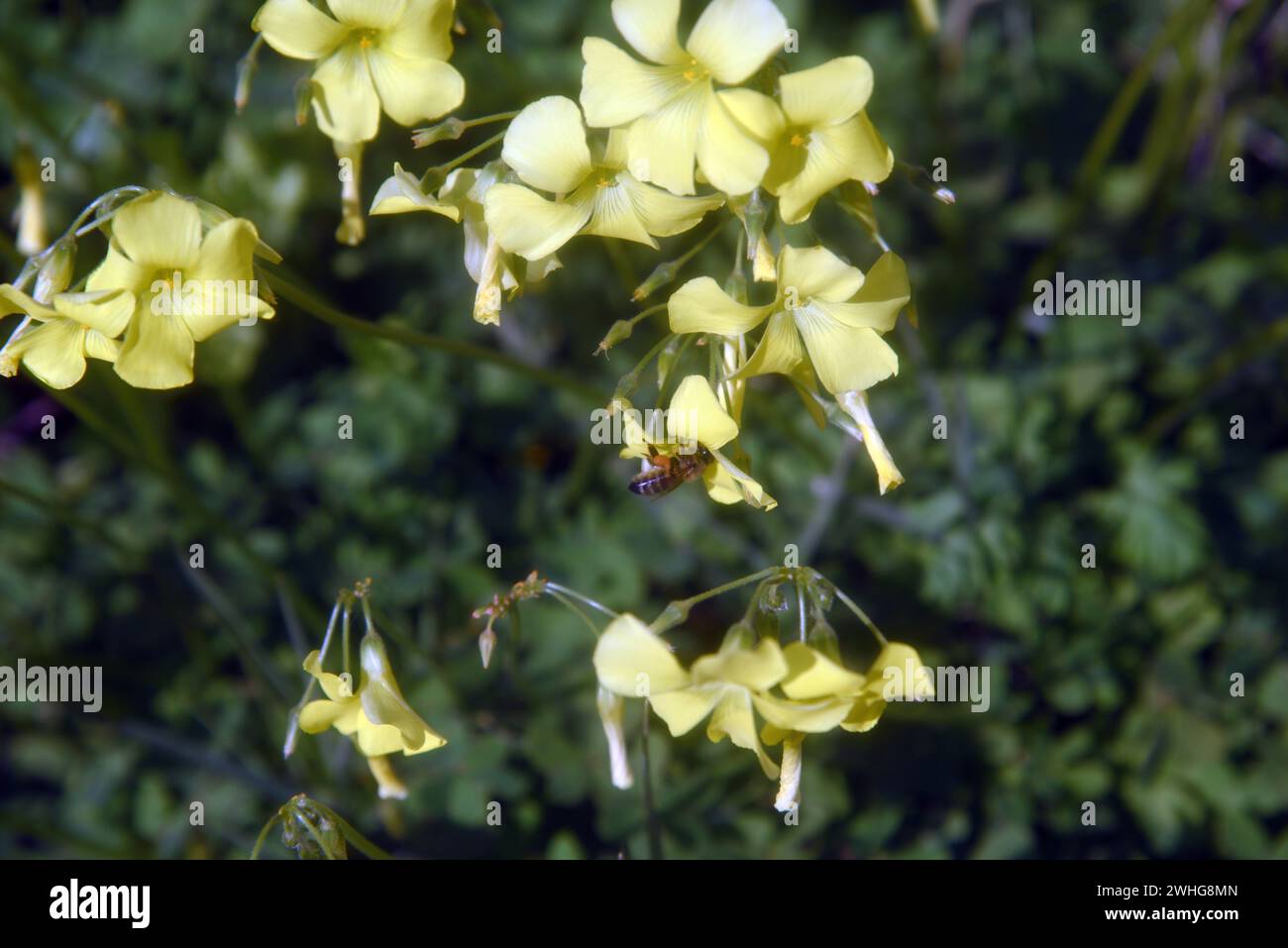 Api e fiori primaverili gialli in Sicilia Foto Stock