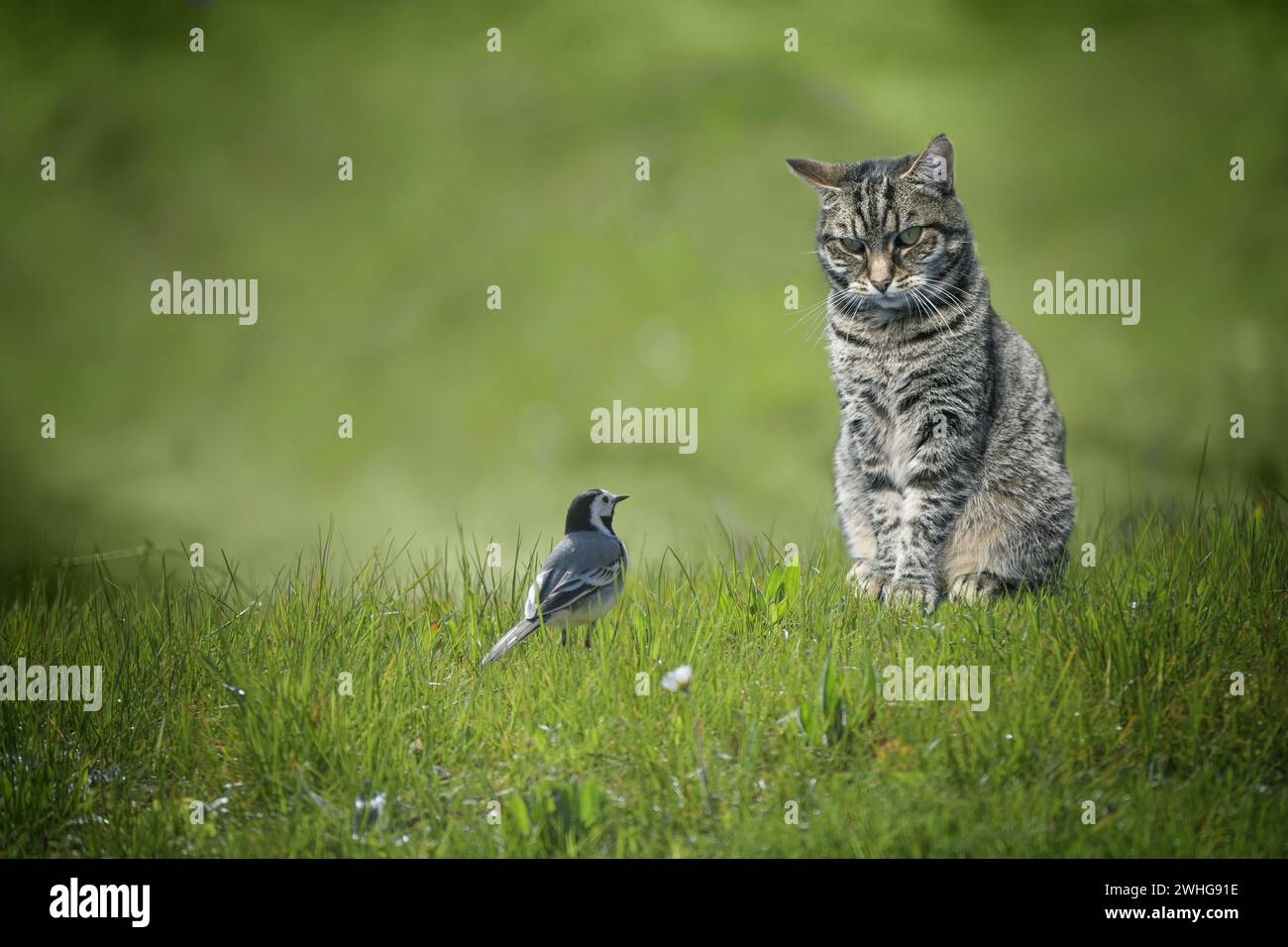 Piccolo uccello di coda d'acqua seduto di fronte al gatto del tabby in un prato verde, pericoloso incontro con gli animali o comprensione tra ineguali enem Foto Stock