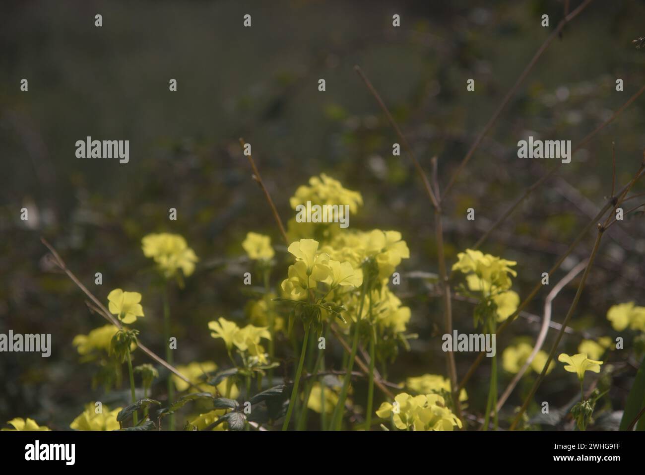 Fiori primaverili gialli e selvaggi nella campagna siciliana Foto Stock