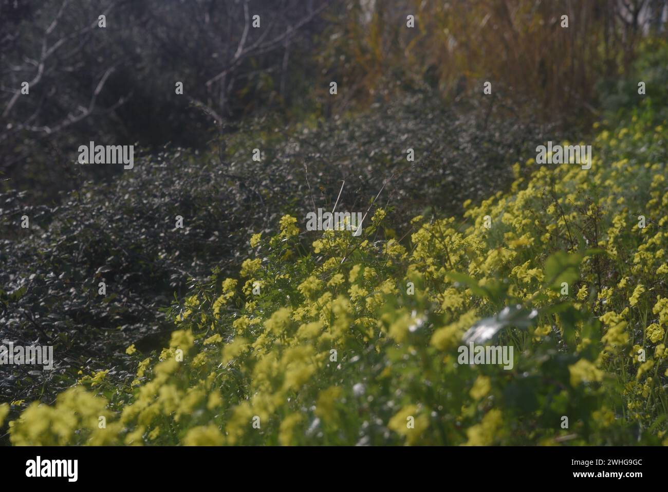 Fiori primaverili gialli e selvaggi nella campagna siciliana Foto Stock