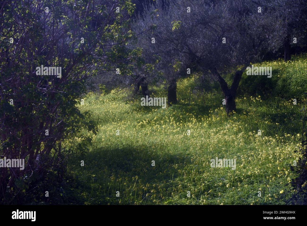 Fiori primaverili gialli e selvaggi nella campagna siciliana Foto Stock