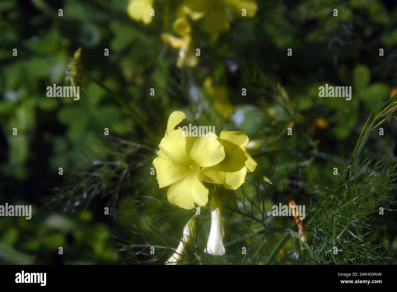 Fiori primaverili gialli e selvaggi nella campagna siciliana Foto Stock