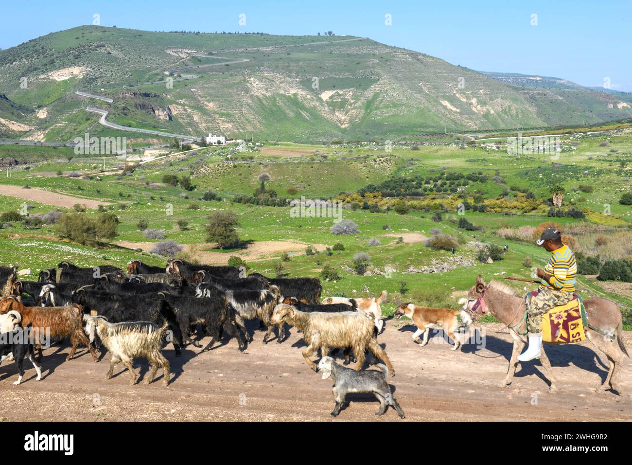 Ammira le alture del Golan e il confine tra Israele, Siria e Giordania Foto Stock