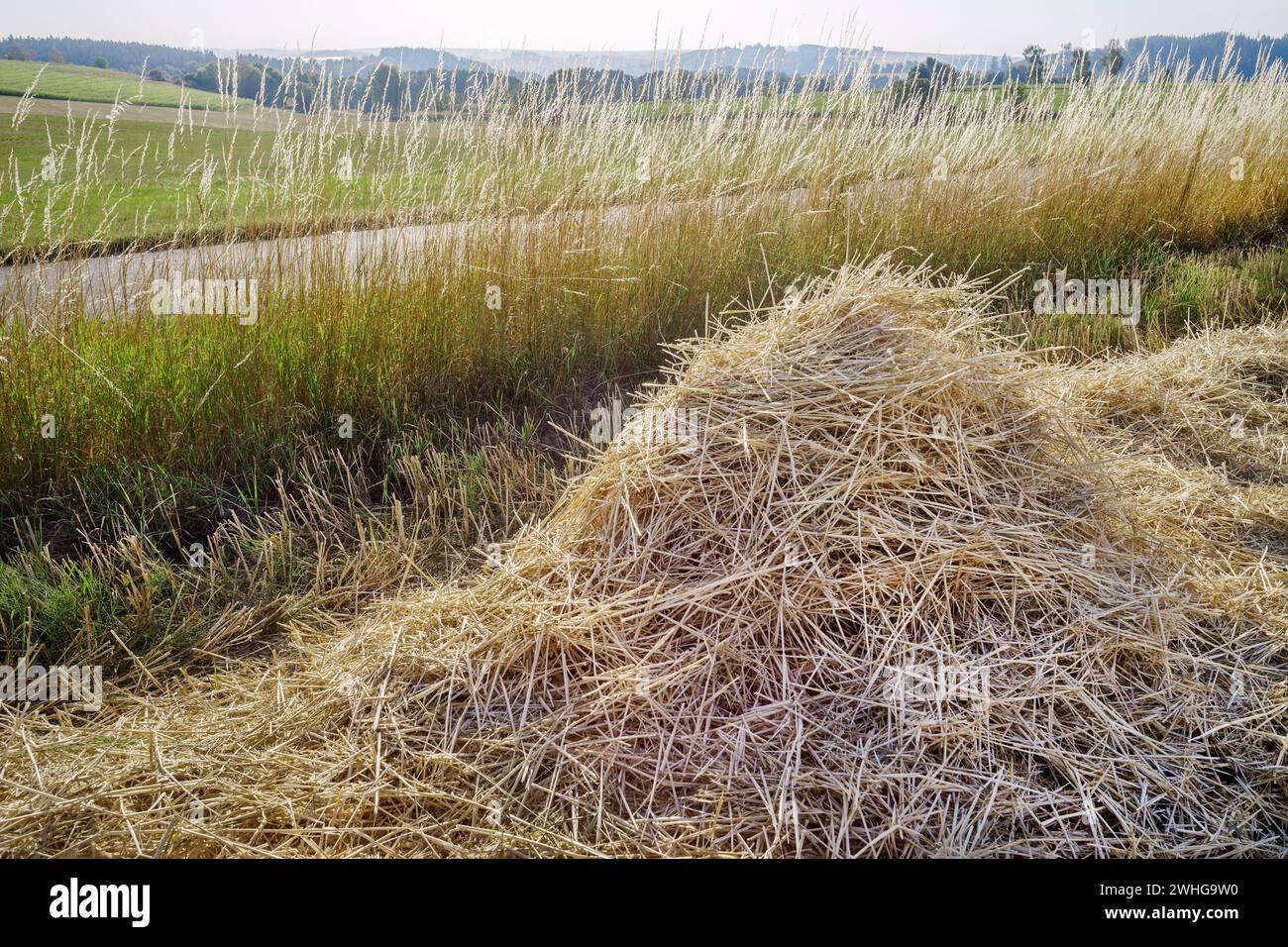 Paglia e erba sul campo Foto Stock