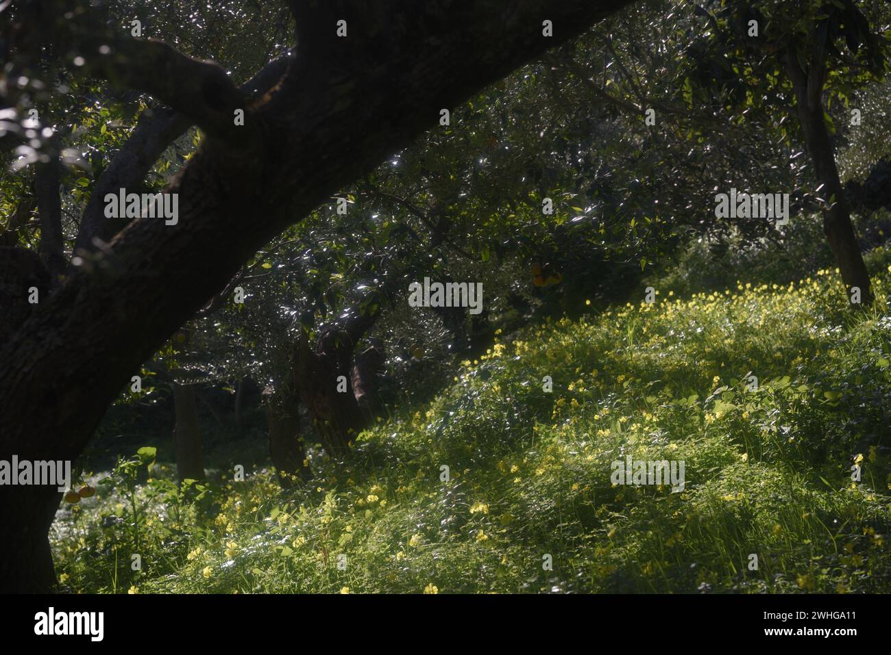 Fiori primaverili gialli e selvaggi nella campagna siciliana Foto Stock