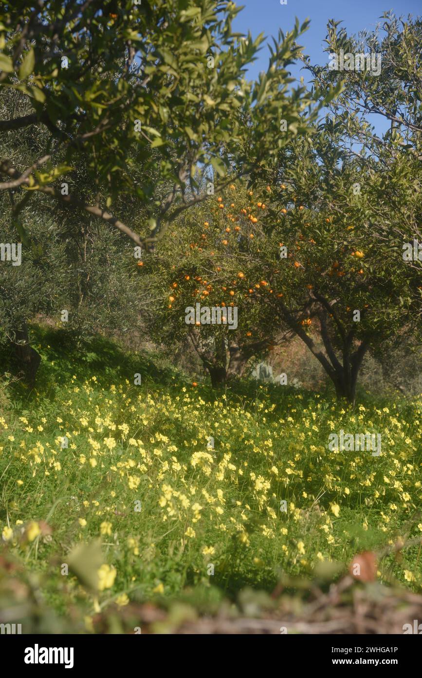 Fiori primaverili gialli e selvaggi nella campagna siciliana Foto Stock