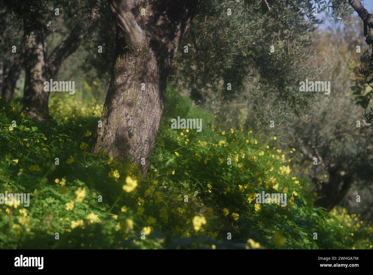 Fiori primaverili gialli e selvaggi nella campagna siciliana Foto Stock