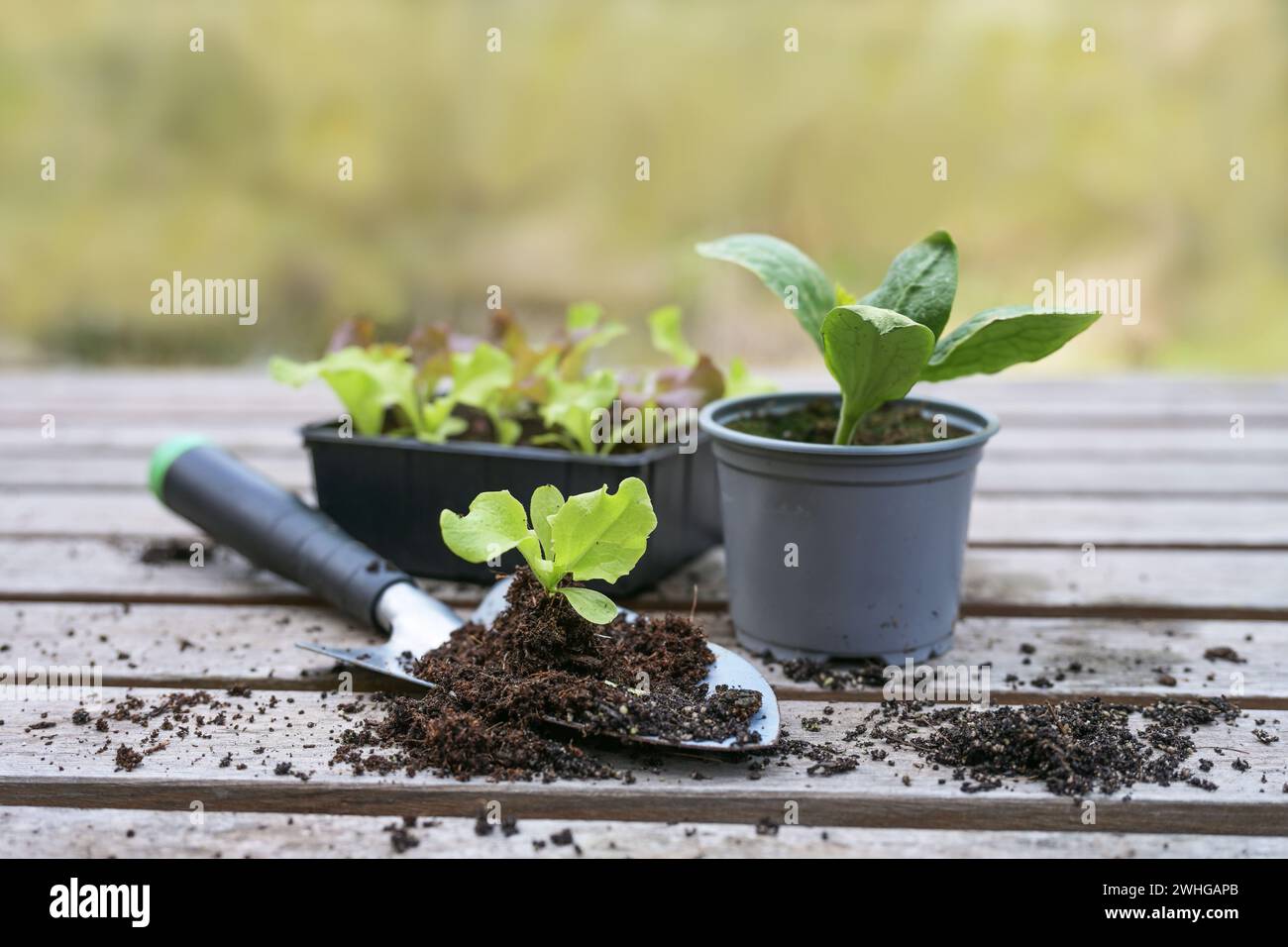 Lattuga e piantine di ortaggi con pala da semina su un tavolo esterno in legno, preparazione primaverile per orto o balco Foto Stock