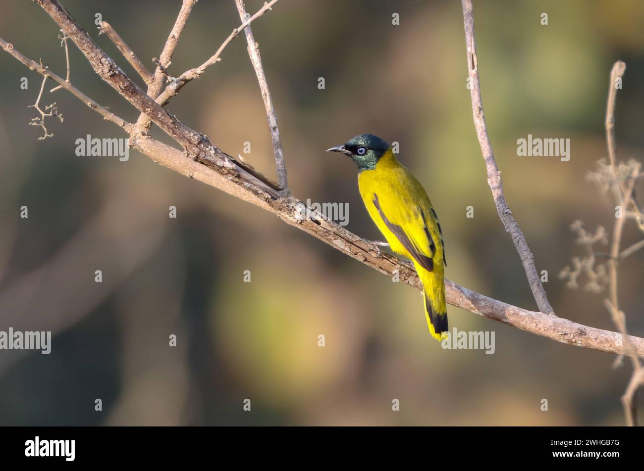 Il bulbul dalla testa nera è un membro della famiglia bulbul, Pycnonotidae. Si trova nelle foreste del sud-est asiatico. Foto Stock