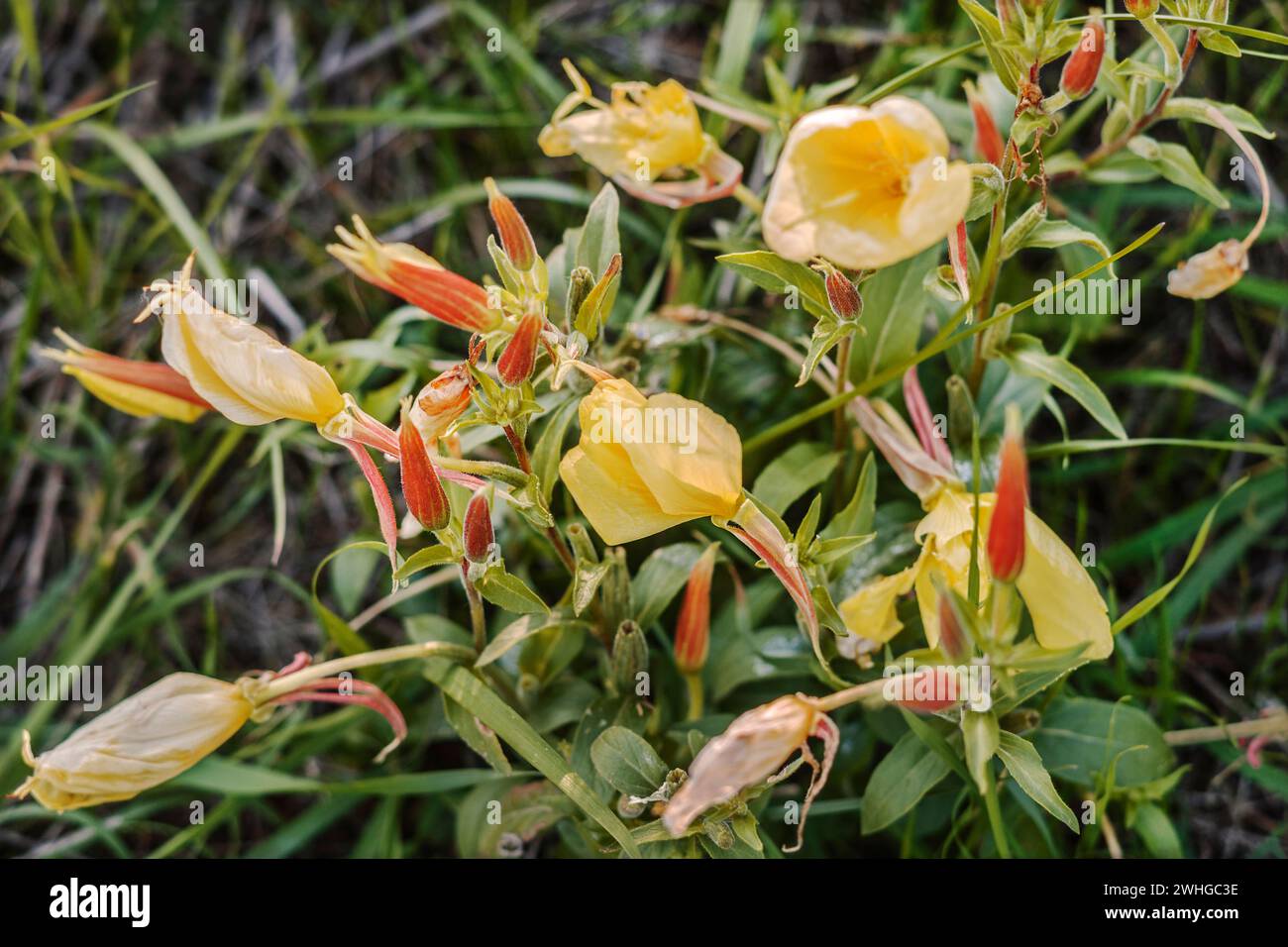 Fiori â€“ colori sul lato della strada Foto Stock
