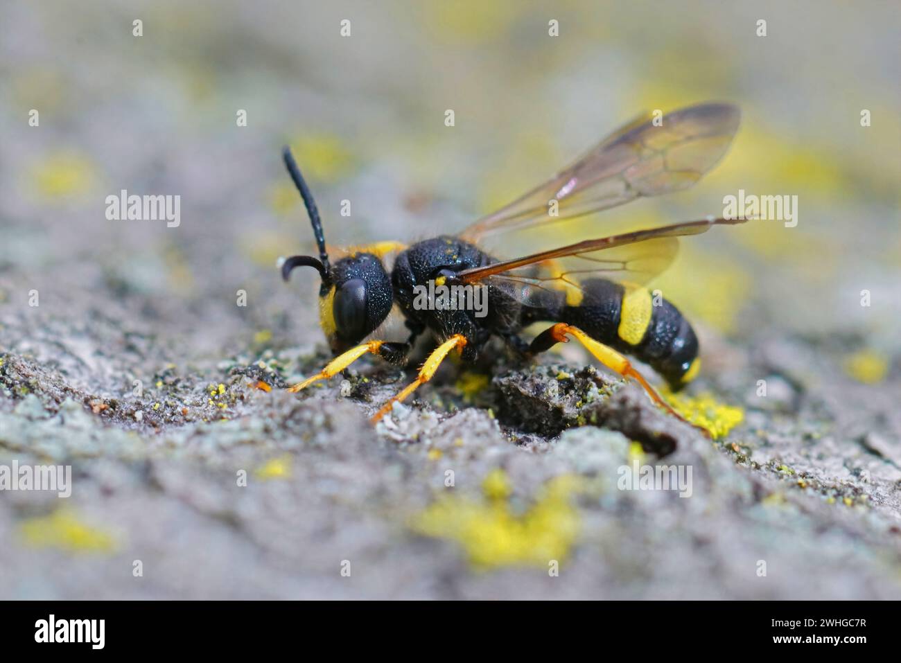 Primo piano dettagliato sulla vespa da scavo predatoria ornata, Cerceris rybyensis, seduta su legno Foto Stock