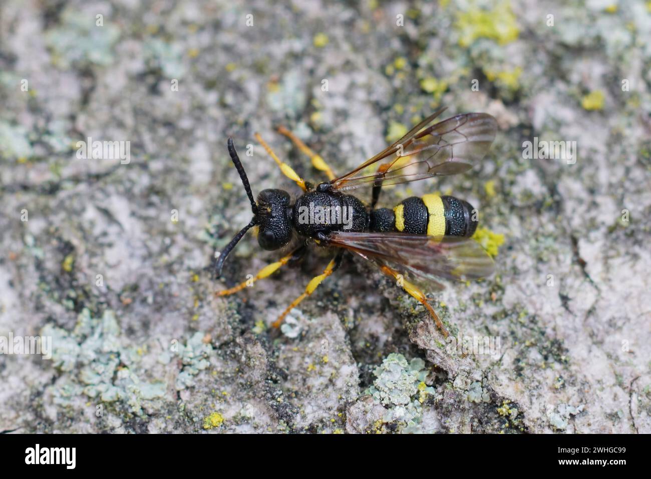 Primo piano dettagliato sulla vespa da scavo predatoria ornata, Cerceris rybyensis, seduta su legno Foto Stock