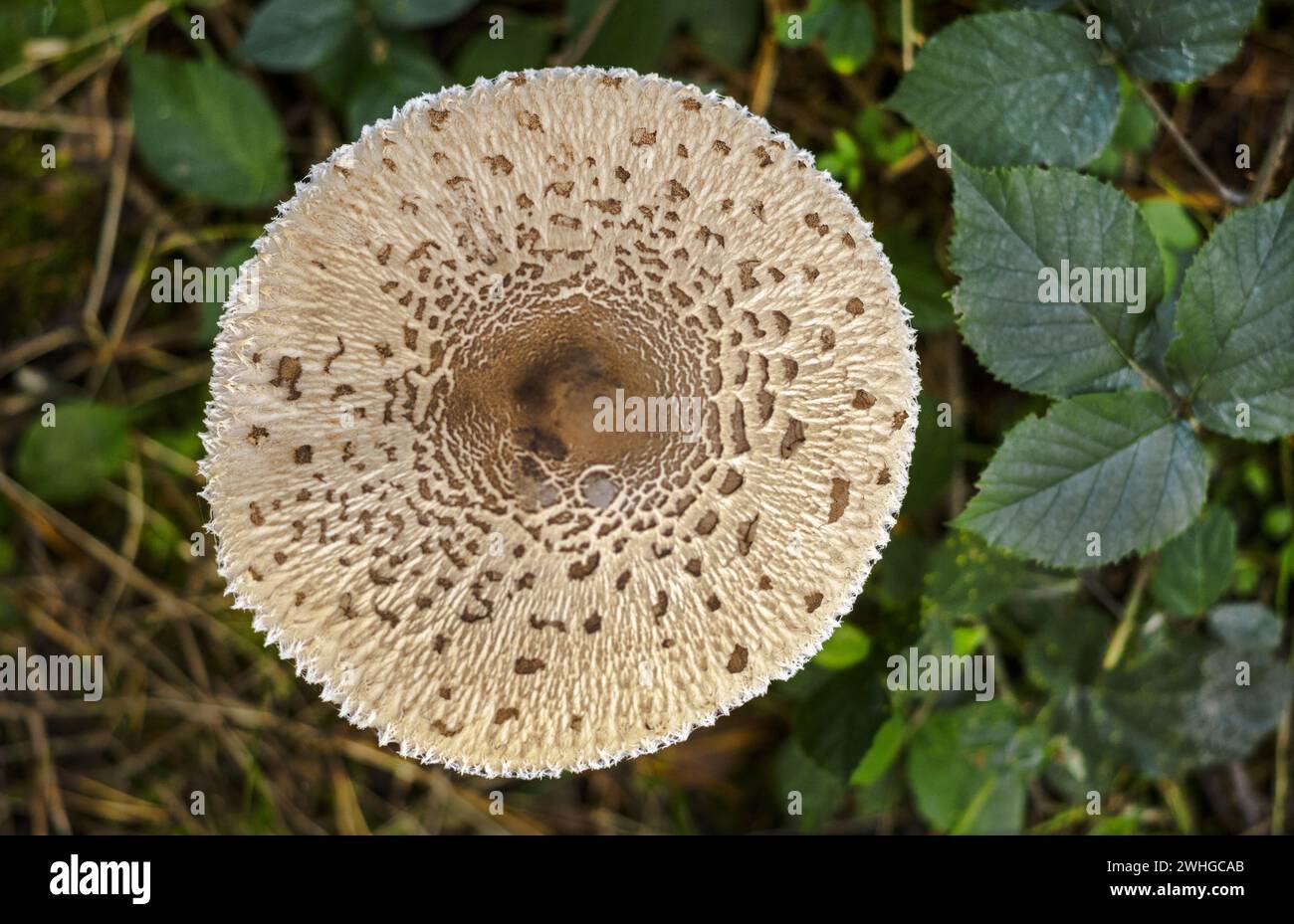 Fungo forestale â€“ fungo da ombrellone Foto Stock