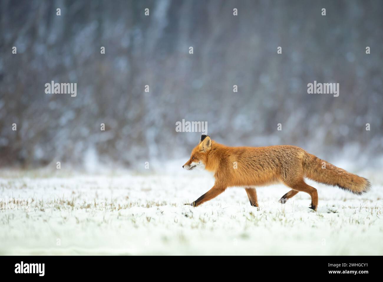 Fox Vulpes volteggia nel paesaggio autunnale, Polonia Europa, animali che camminano tra i prati verdi in una luce calda e sorprendente Foto Stock