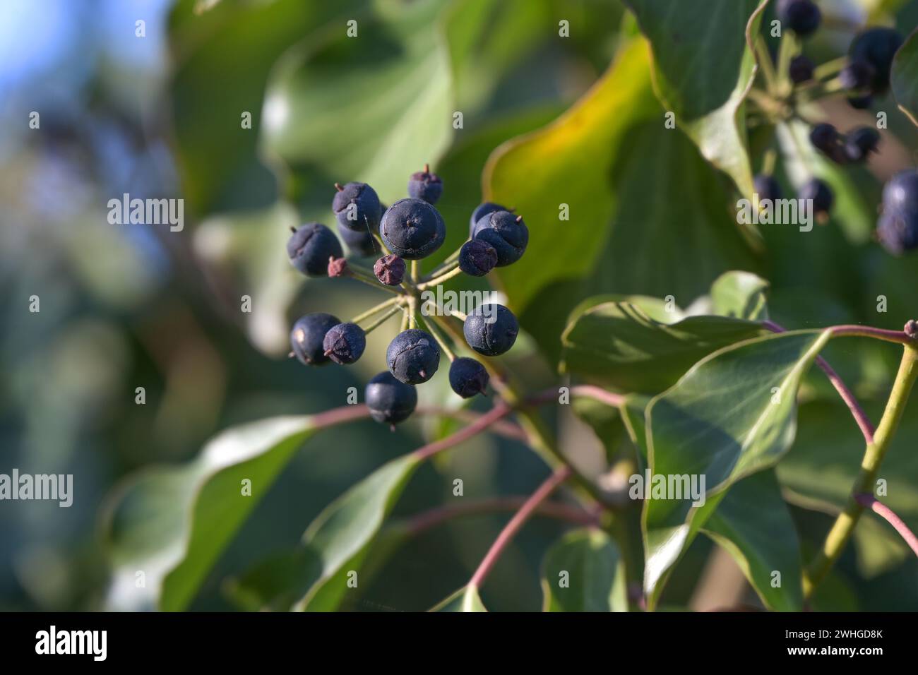 Frutti di edera comune (hedera helix), arrampicatore sempreverde per giardini e parchi naturali, spazio copia, focus selezionato Foto Stock