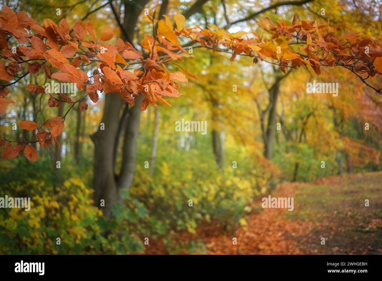 Ramo con foglie di faggio rosso-arancio lungo un percorso attraverso una foresta autunnale, copia spazio, messa a fuoco selezionata Foto Stock