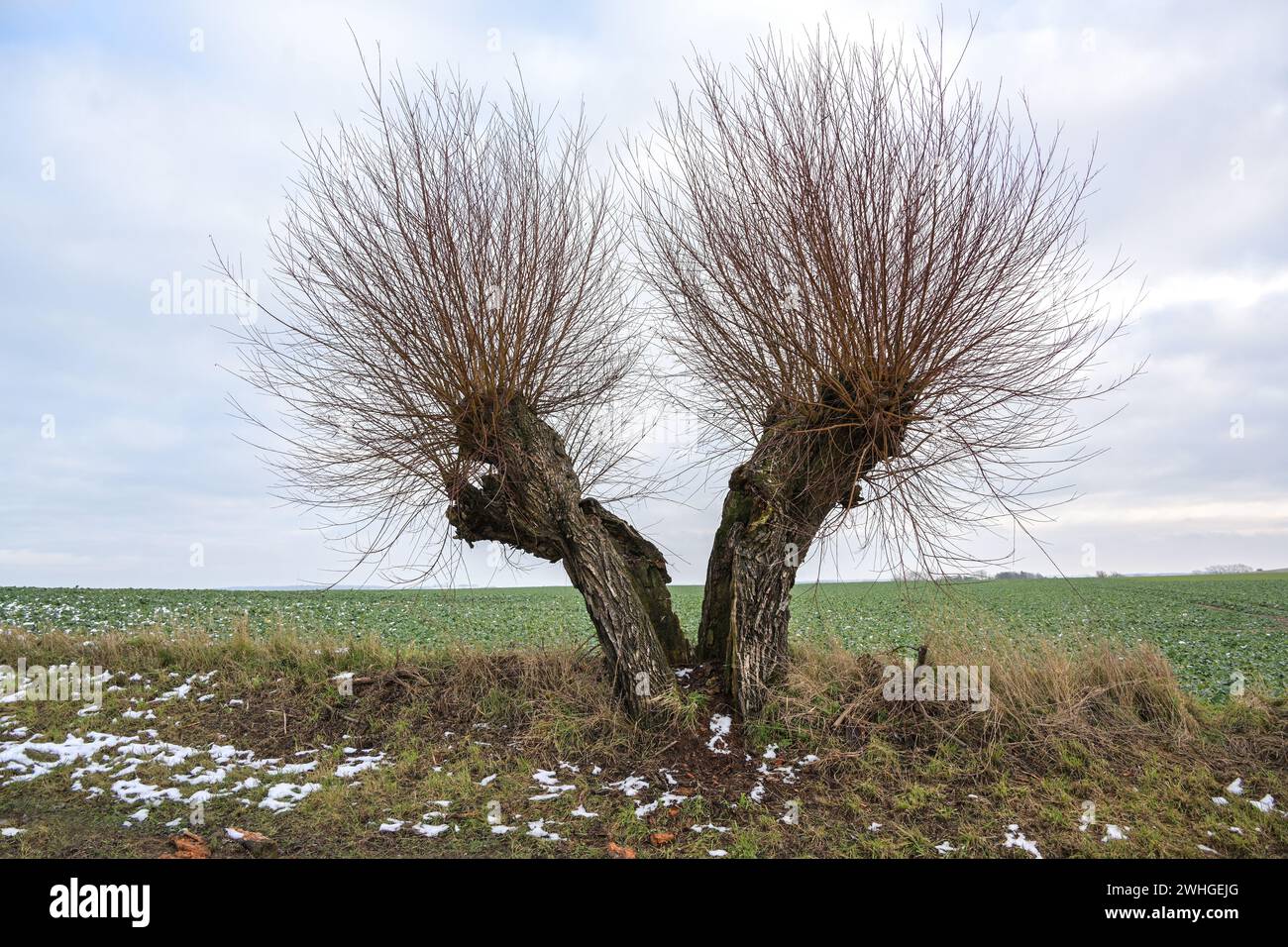 Vecchio salice pollard spezzato in due metà, entrambi i lati continuano a crescere, resistenza in natura, copia spazio Foto Stock