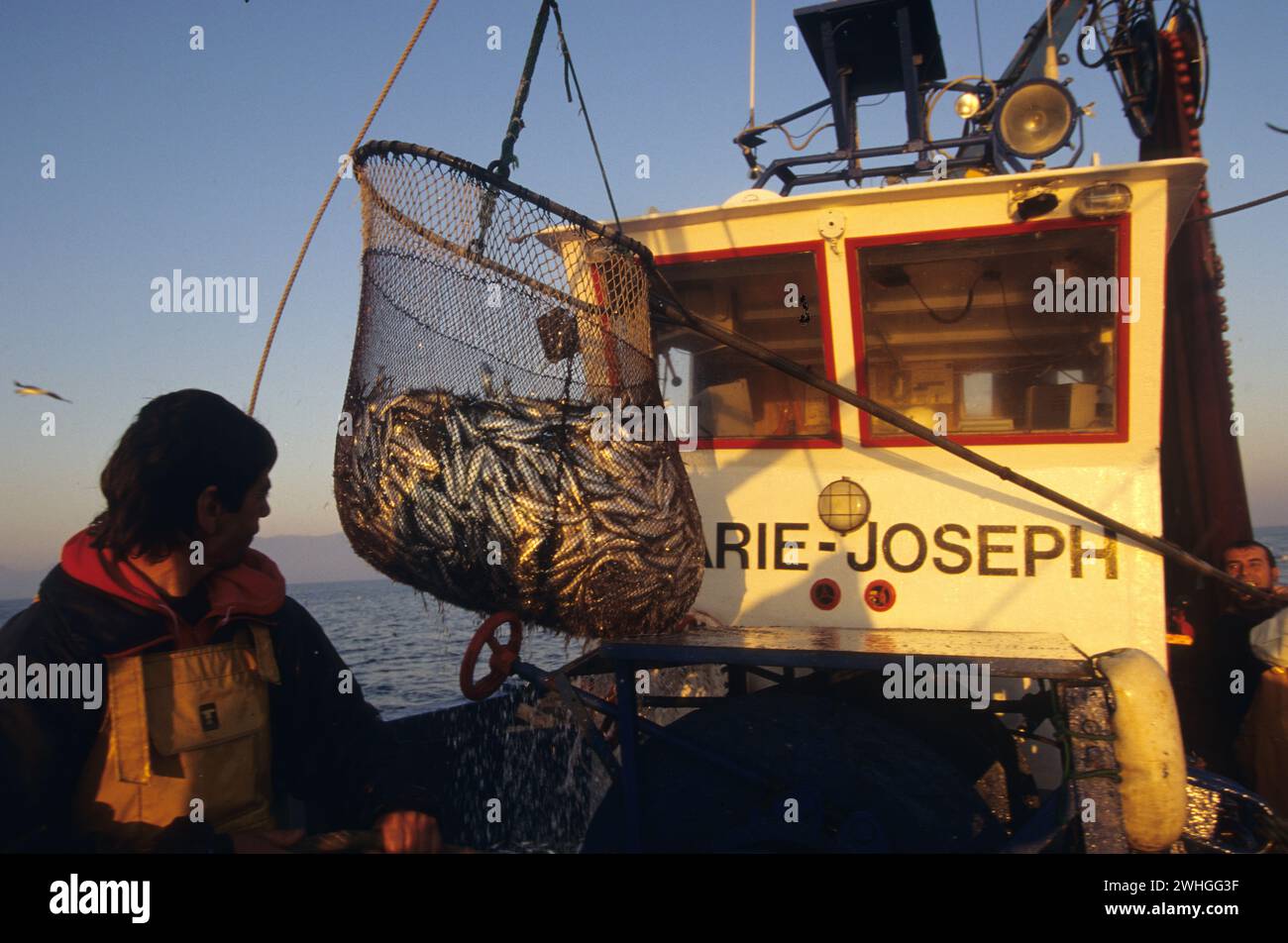 france pyrenees orientales roussillon pesca leggera su una barca a pesca cattura un sacco di sardine Foto Stock