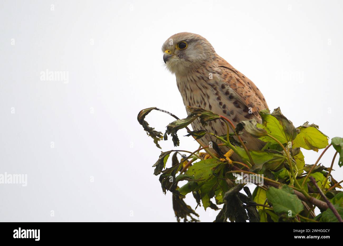 Kestrel comune (Falco tinnunculus) seduta su un albero Foto Stock