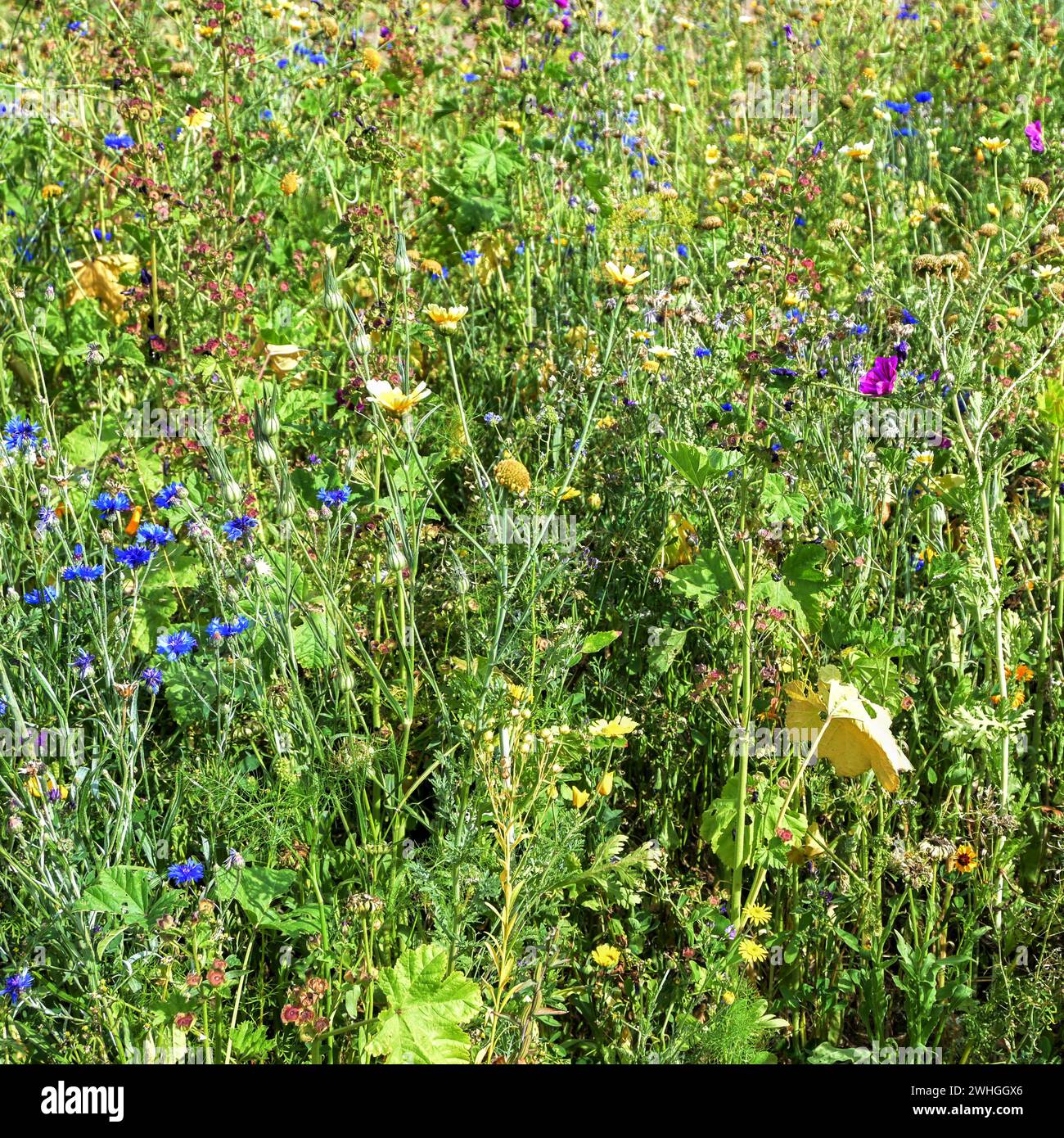 Prato di fiori selvatici con fiori di mais, malva, camomilla e molto altro ancora per migliorare la biodiversità, preservando uccelli e insetti, backgroun Foto Stock