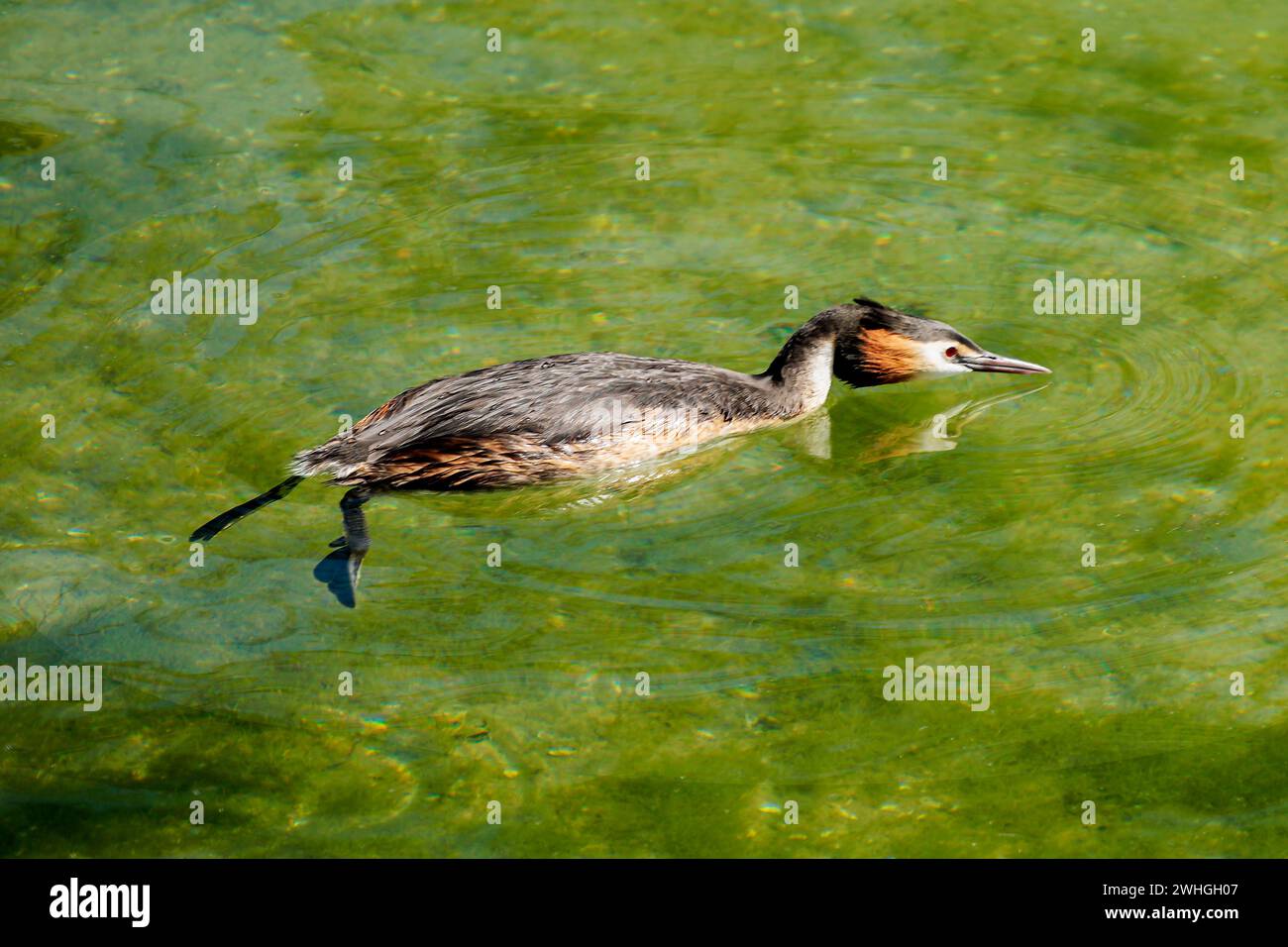 Grande Grebe cremata (Podiceps cistatus) Foto Stock