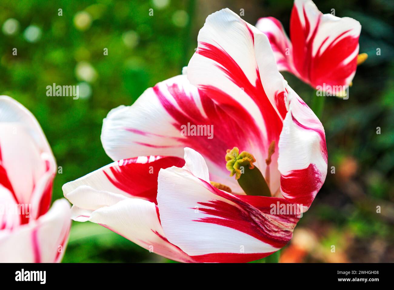 Tulpe (Tulipa) rotweiÃŸe BlÃ¼te Foto Stock