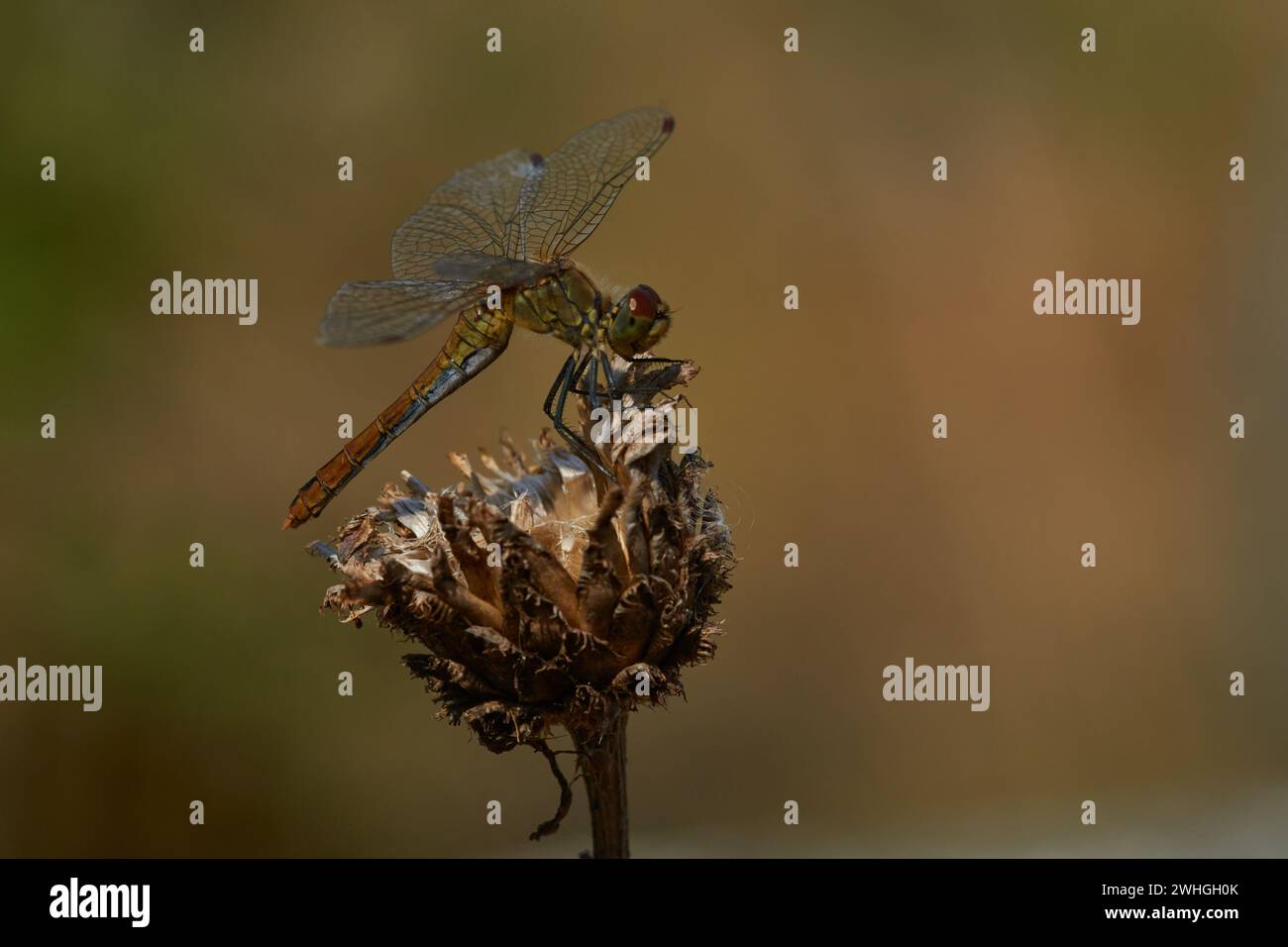 Donna Ruddy darter Foto Stock