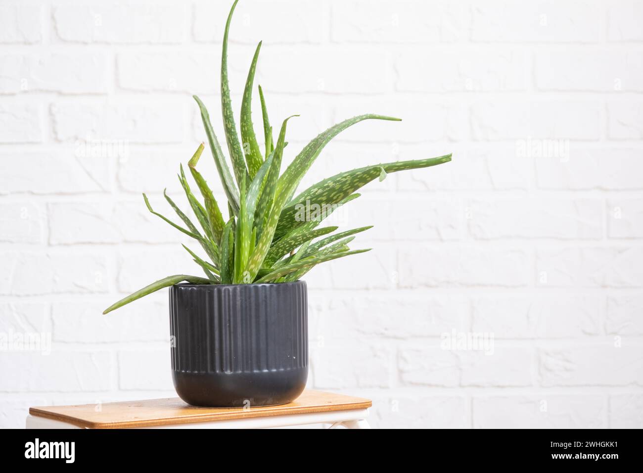 L'aloe vera è un'utile pianta medicinale all'interno su pareti in mattoni bianchi. Piante per la casa in vaso, arredamento verde, cura e coltivazione Foto Stock