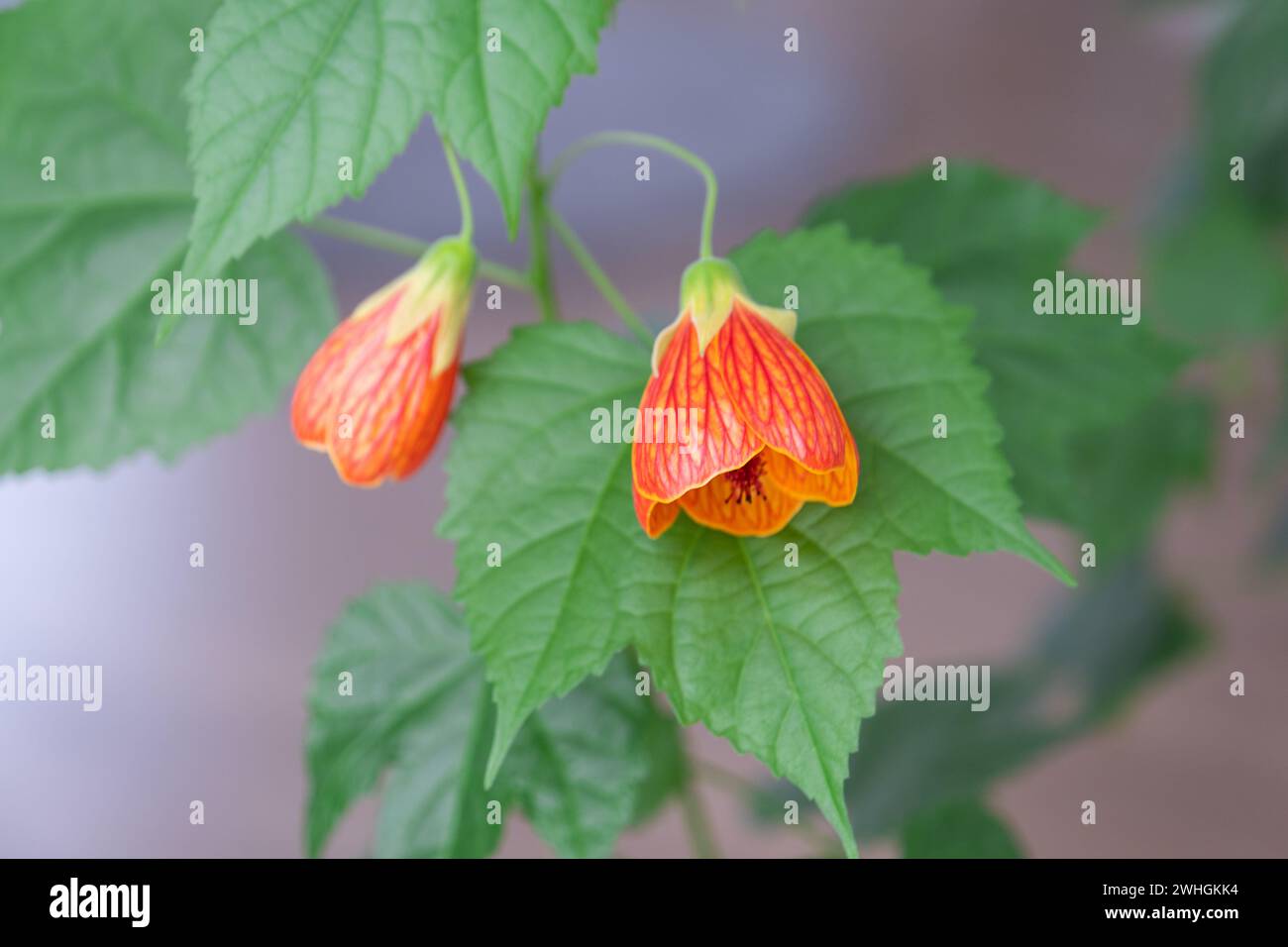 Abutilon, fiore di campana d'arancia in fiore, un ropeberry della famiglia Malvaceae. Cura e coltivazione di piante domestiche o Foto Stock