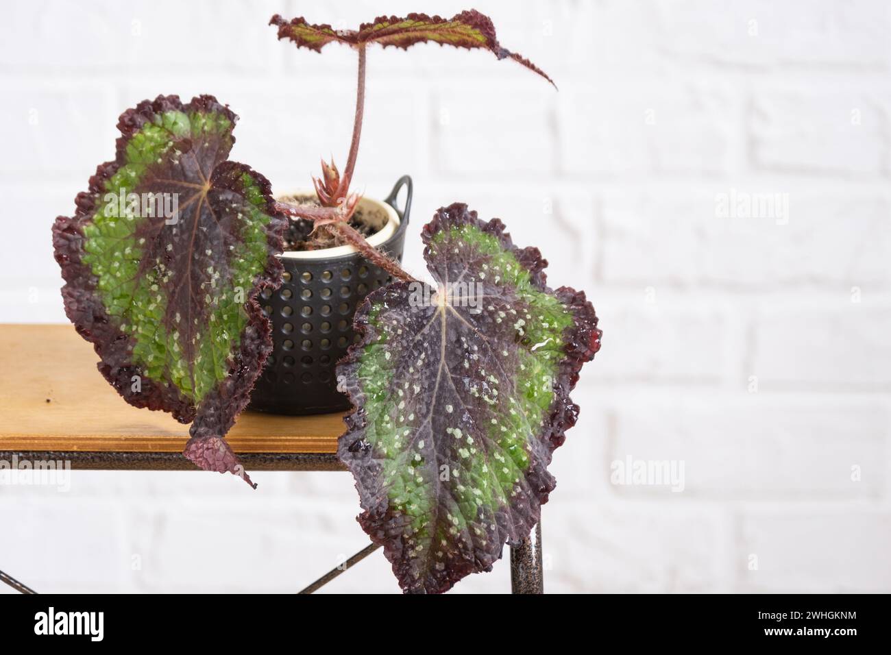 Home vaso pianta begonia polka foglie decidue decorative in interni su tavolo di casa. Hobby in crescita, greenhome Foto Stock