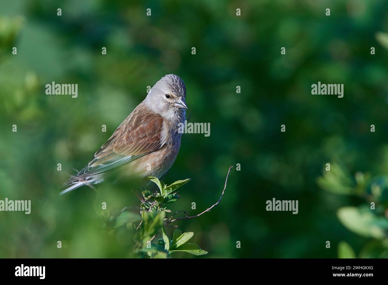 tiglio comune maschio Foto Stock