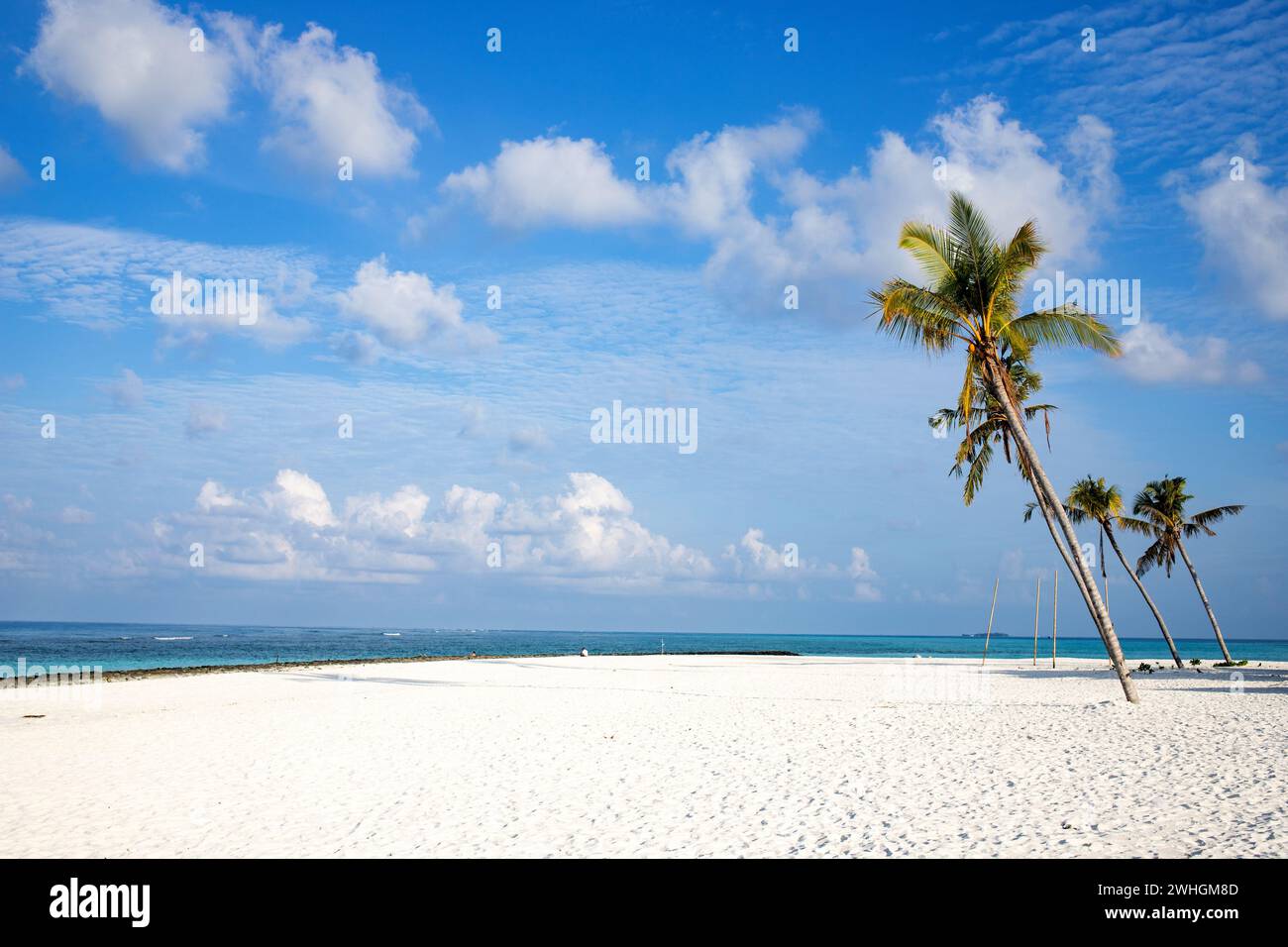 Incredibile isola tropicale con palme Foto Stock