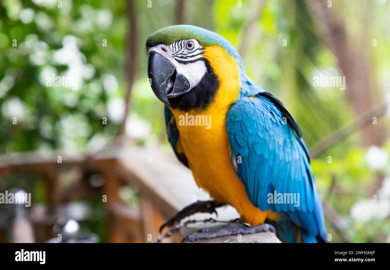 Splendida Macao Blu e giallo nella foresta pluviale Foto Stock