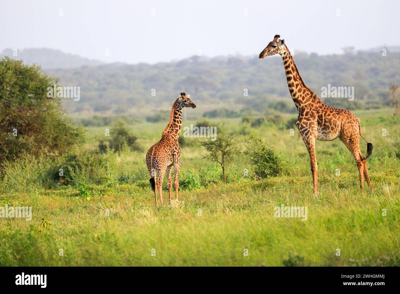 Giraffa Masai, Massai-Giraffe nel Parco Nazionale di Amboseli, Kenya Foto Stock