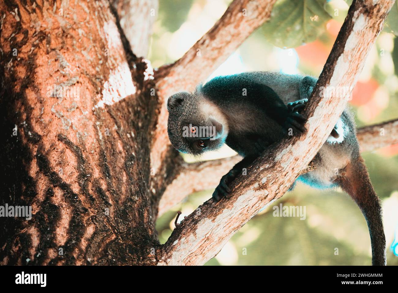 Scimmia dalla gola bianca in un albero, Kenya, Foto Stock