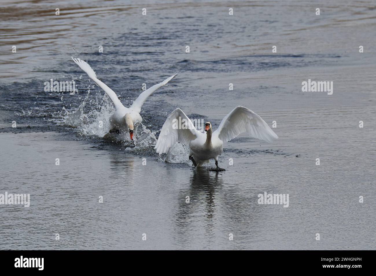 Cigni muti durante la stagione riproduttiva Foto Stock
