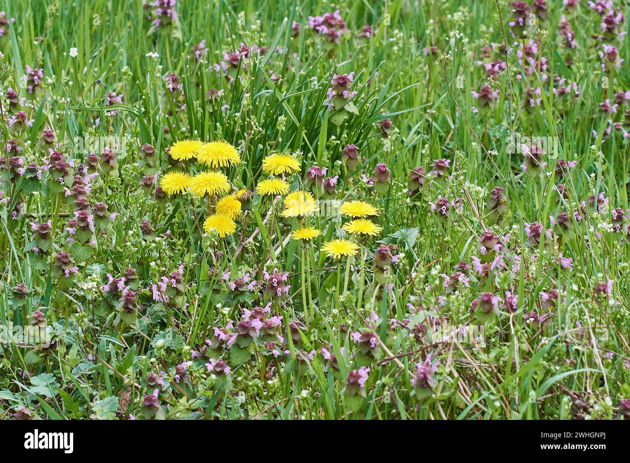 Dente di leone comune (Taraxacum setta Ruderalia) e ortiche morte Foto Stock