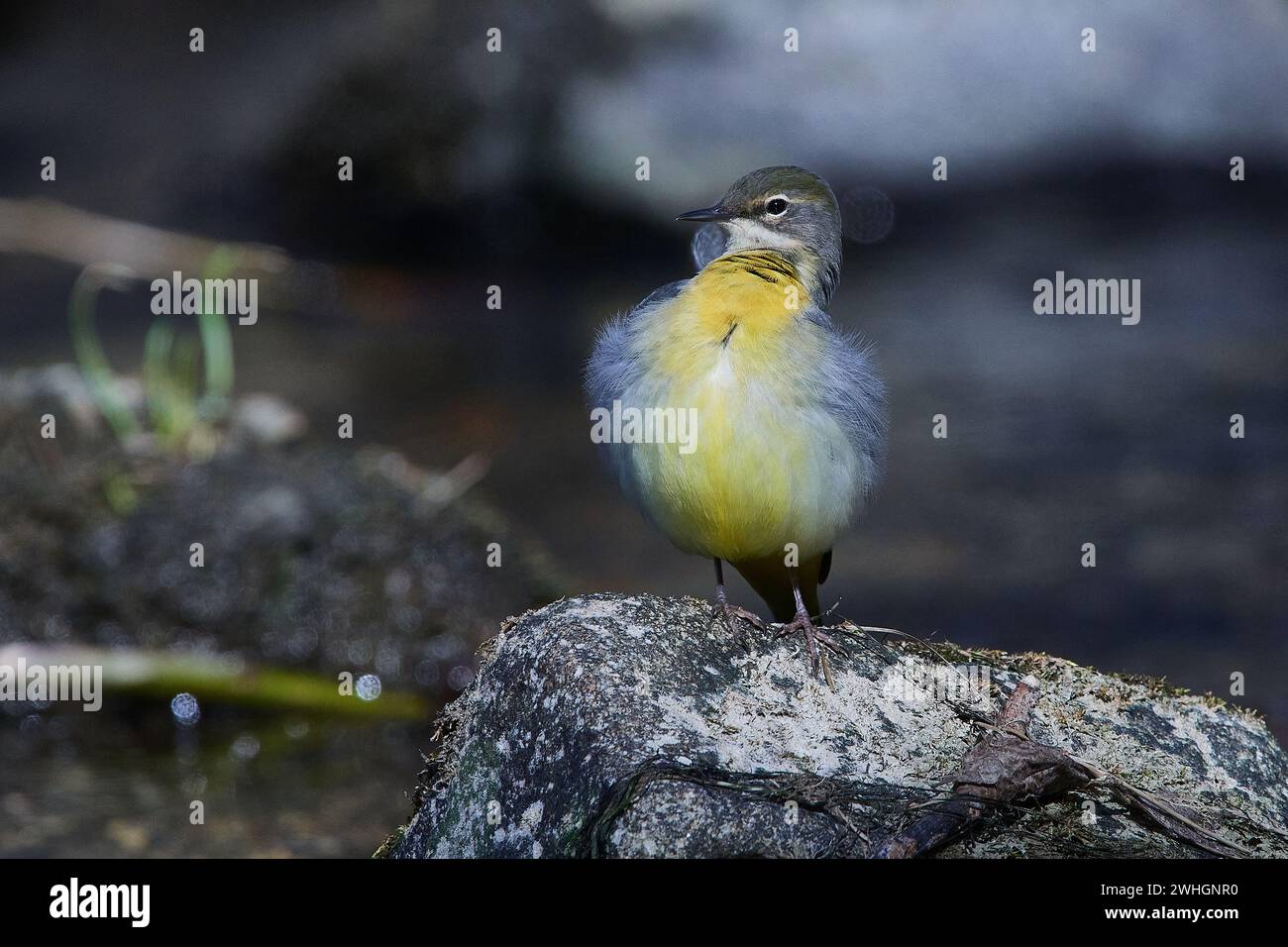 Wagtail grigio in primavera Foto Stock