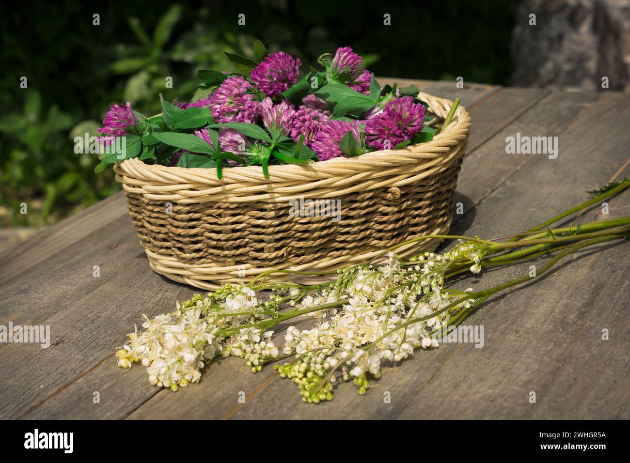 Ciotola di vimini piena di fiori di trifoglio e rami meadowsweet Foto Stock