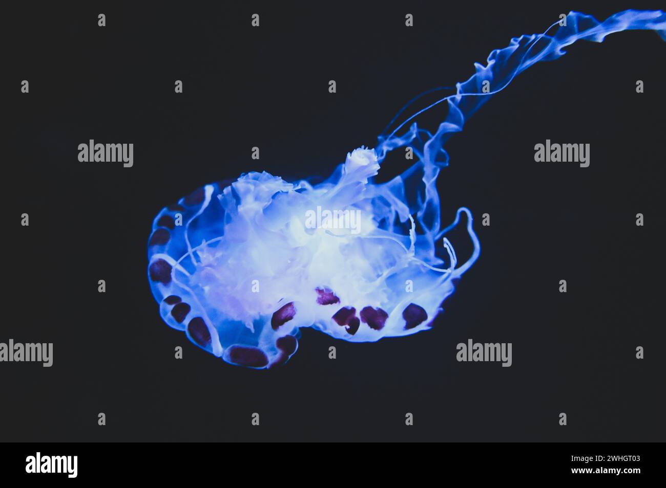 Le meduse nuotano nel mare. Meduse che galleggiano sott'acqua, da vicino. Foto Stock
